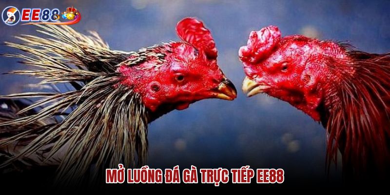 mo-luong-da-ga-truc-tiep-ee88
