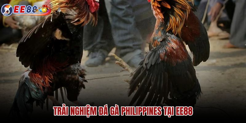 trai-nghiem-da-ga-philippines-tai-ee88